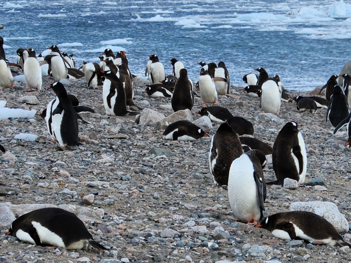 Antarctica – Penguins